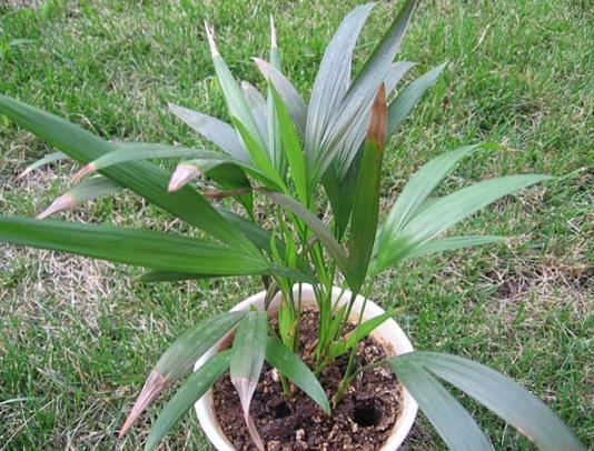 除甲醛效果好的十大植物排名，绿萝居然垫底