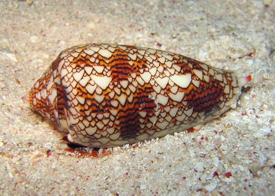世界十大最凶残的动物排名，锥形蜗牛分分钟可致命