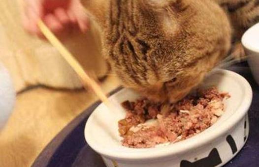 猫咪最爱吃的十种食物，鱼只能勉强上榜