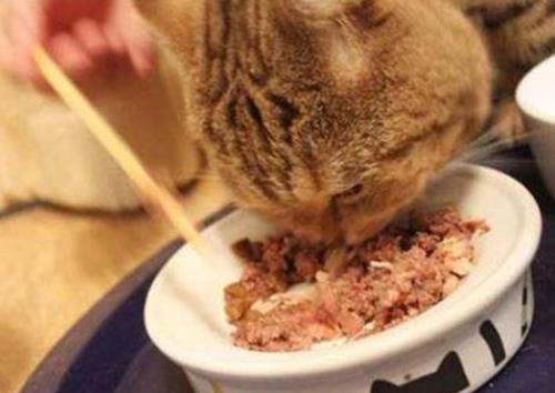 盘点猫咪最爱吃的十种食物，专治厌食症