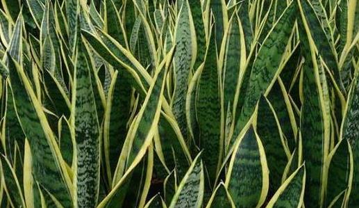 最有效的十种除甲醛植物排名，绿萝竟垫底