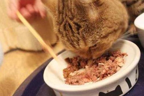 最能吸引猫的十种食物，原来它才是猫咪最爱