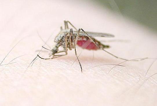 哪种血型最招蚊子