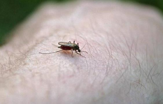 孕妇驱蚊用什么，有效驱蚊方法介绍