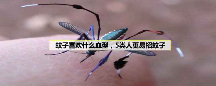 蚊子喜欢什么血型，5类人更易招蚊子
