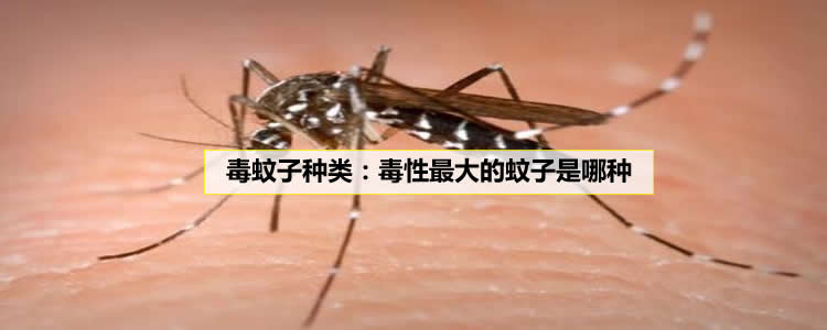 毒蚊子种类：毒性最大的蚊子是哪种