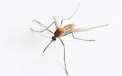 毒蚊子種類：毒性最大的蚊子是哪種