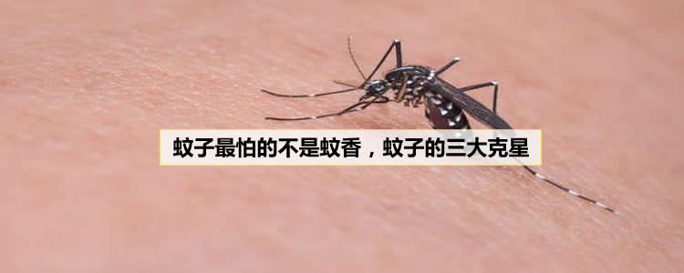 蚊子最怕的不是蚊香，蚊子的三大克星