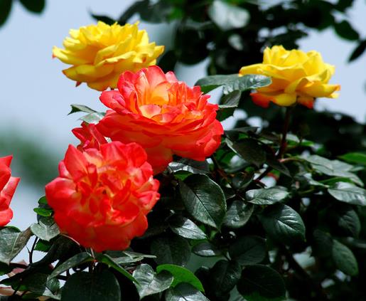 求婚除了送玫瑰花，这4种花也是绝佳之选