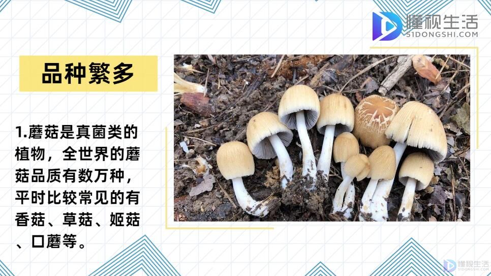 常吃的蘑菇种类图片(常见蘑菇的种类)