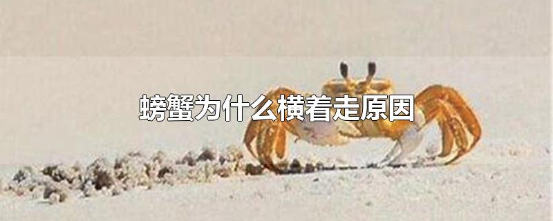 螃蟹为什么横着走原因脑筋急转弯(螃蟹横着走的原因)