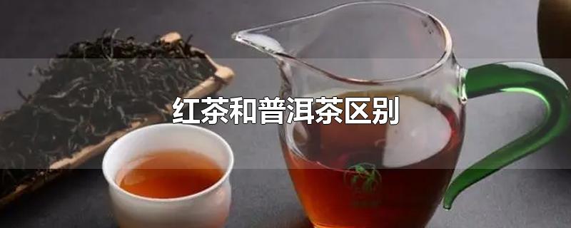 红茶和普洱茶区别功效(普洱生茶和熟茶的区别)