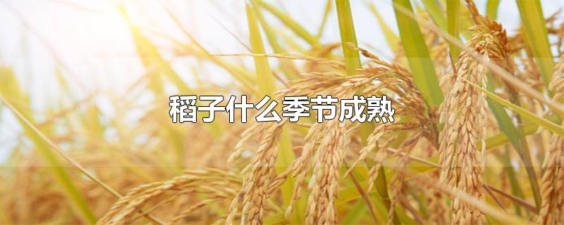 安徽稻子什么季节成熟(稻子什么季节成熟)