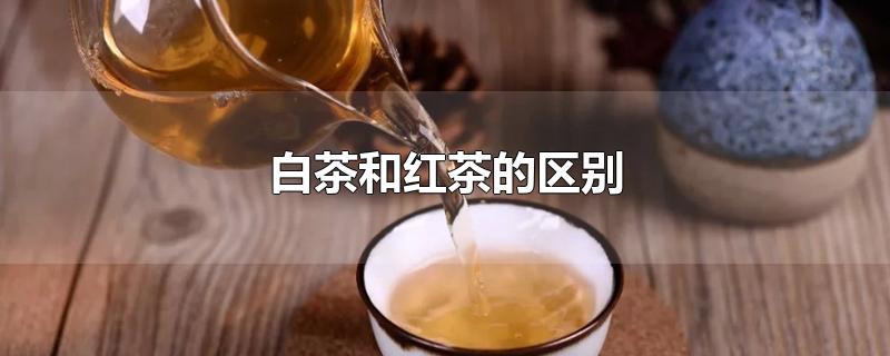 白茶和红茶的区别功效与作用(白茶和红茶的区别哪个更适合女性)