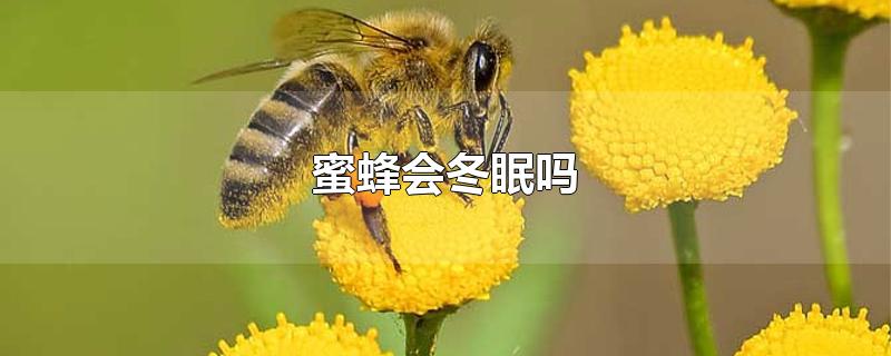 蜜蜂会冬眠吗为什么(冬天蜜蜂会冬眠吗)