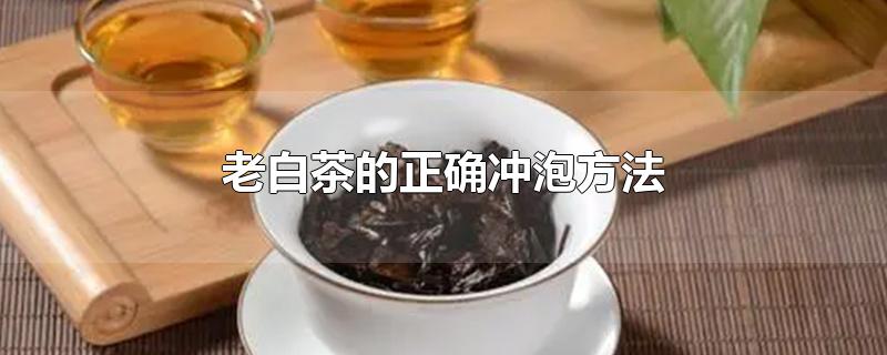 老白茶的冲泡方法(如何冲泡老白茶)