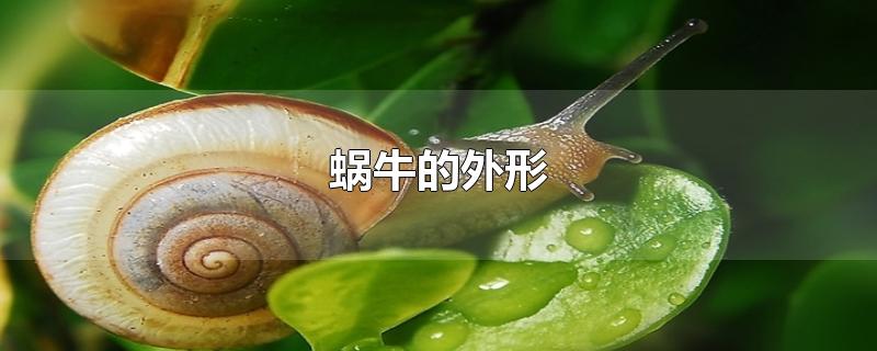 蜗牛的外形特征(蜗牛的外形特征和生活特征)