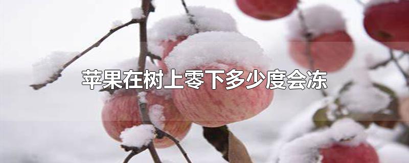 苹果在树上零下多少度会冻坏(树上的苹果在零下几度能冻坏)