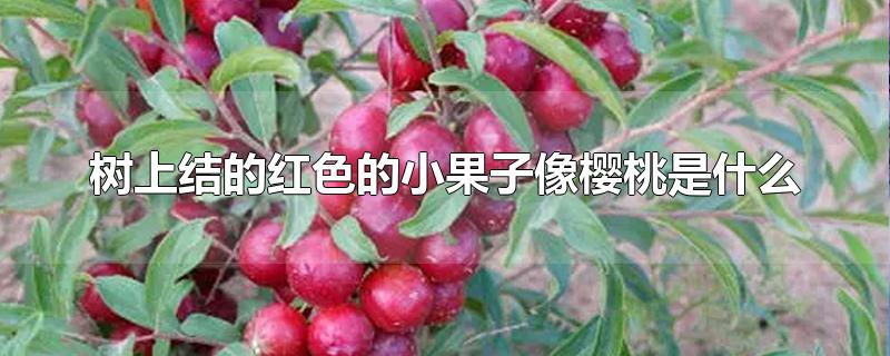 树上结的红色的小果子像樱桃是什么能吃吗(树上结的红色的小果子像樱桃是什么)