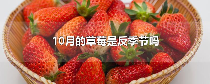 12月的草莓是反季节吗(十一月份草莓是反季水果吗)