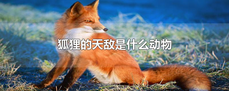 狐狸的天敌是什么动物?狐狸的天敌有哪些?(狐狸的天敌是什么动物?)