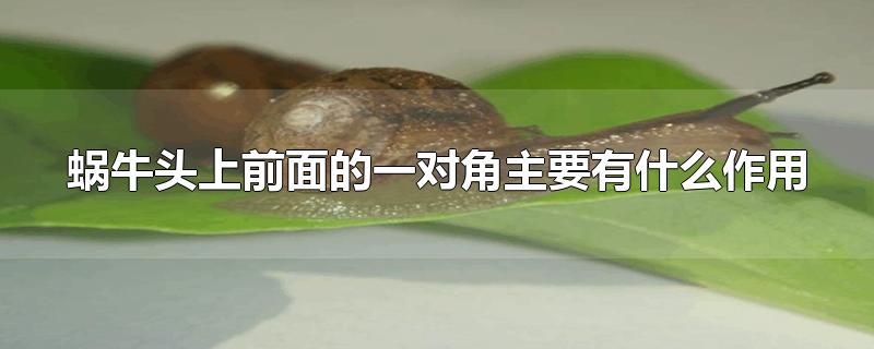 蜗牛头上前面的一对角主要有什么作用(蜗牛头上的一对角主要是什么作用)