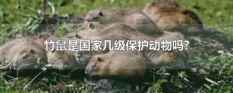 竹鼠是国家几级保护动物吗?,野生竹鼠属于国家几级保护动物