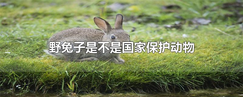 哪里野兔最多(新疆野兔子是不是国家保护动物)
