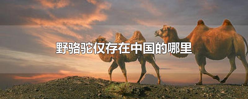 野骆驼仅存在中国的哪里(野骆驼仅存于中国的哪里)