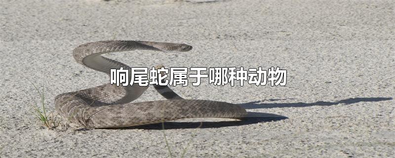 响尾蛇属于哪种动物?,响尾蛇属于哪种动物环节动物爬行动物软体动物
