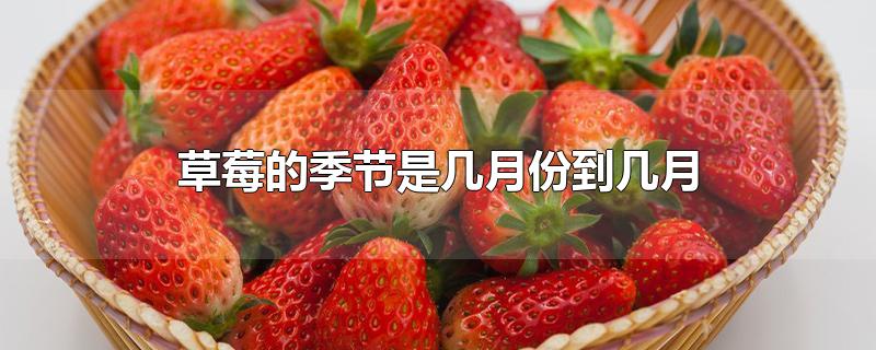 草莓的季节是几月份到几月(草莓季节是哪几个月)