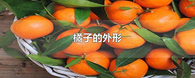 橘子的外形特点介绍(橘子的外形(颜色(味道(作用)