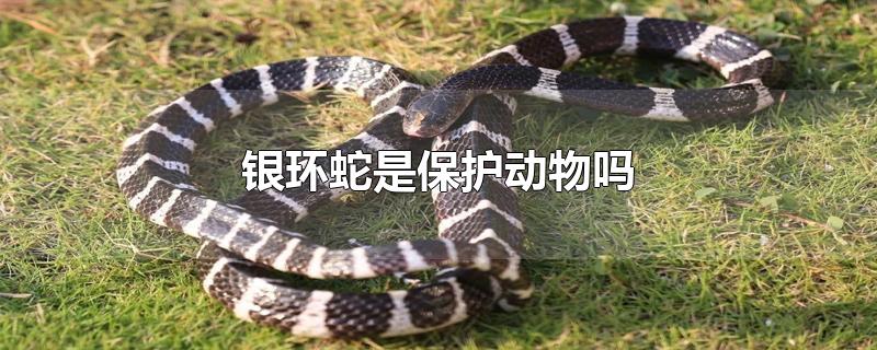 银环蛇是保护动物吗(银环蛇是国家几级保动物)