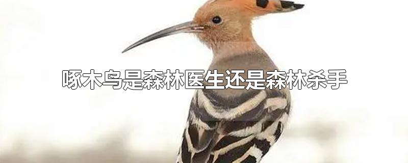 啄木鸟是森林医生还是森林杀手?(啄木鸟被称为森林医生)