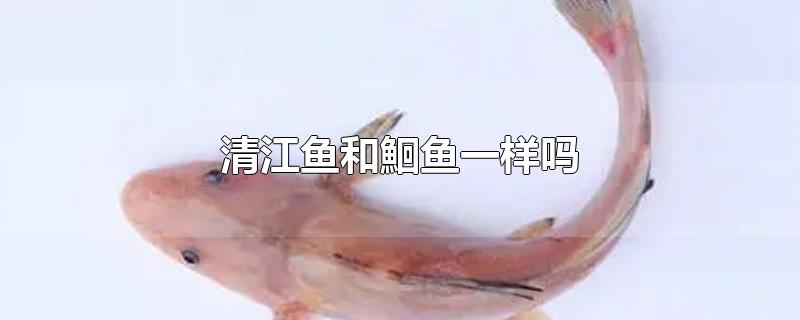 清江鱼和鮰鱼一样吗,清江鱼和鮰鱼是一种鱼吗?