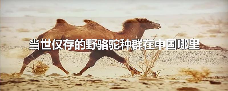 当世仅存的野骆驼种群在中国哪里?(当时仅存的野骆驼群种在中国的哪里)