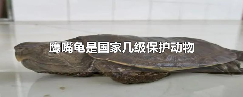 鹰嘴龟是国家几级保护动物?,鹰嘴龟是国家保护动物吗