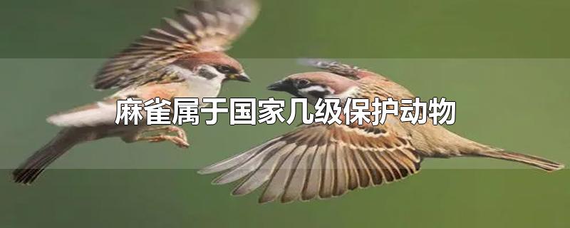 麻雀属于国家几级保护动物(麻雀是国家保护动物吗? - 搜狗问问)