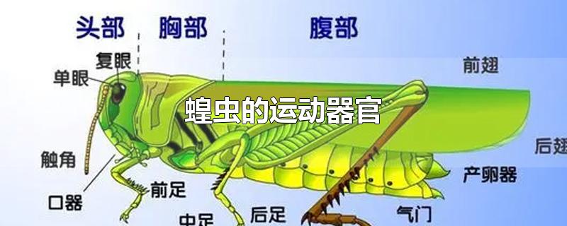 蝗虫的运动器官在哪个部位(蝗虫的运动器官是什么)