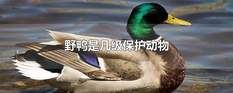 斑嘴野鸭是几级保护动物(红头野鸭是几级保护动物)