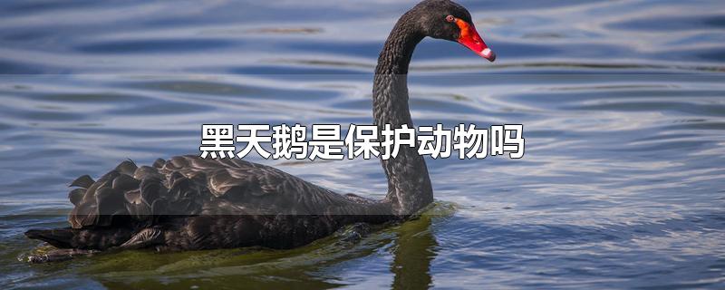 黑天鹅是保护动物吗几级(人工饲养的黑天鹅是保护动物吗)