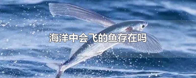 海洋中会飞的鱼存在吗,海里什么鱼会飞