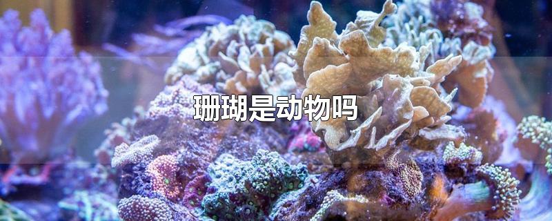 珊瑚是动物还是植物(海底的珊瑚是动物吗)