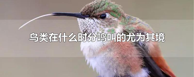 鸟类的鸣叫属于什么行为(鸟的种类及叫声和叫声代表着什么)