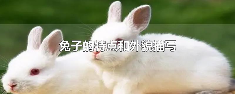 兔子的特点和外貌描写英文(兔子的特点和外貌描写300字)
