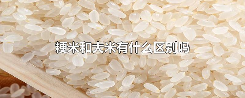 大米跟粳米有什么区别(粳米是什么米 粳米和大米的区别)