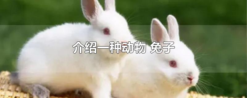 介绍一种动物兔子作文(介绍一种动物兔子说明文)