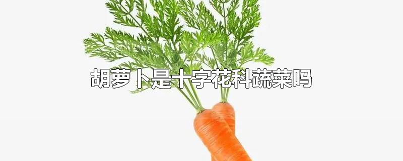 胡萝卜是十字花科蔬菜吗?(白萝卜是十字花科蔬菜吗)