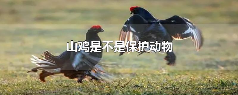 野生山鸡是不是保护动物(七彩山鸡是不是保护动物)