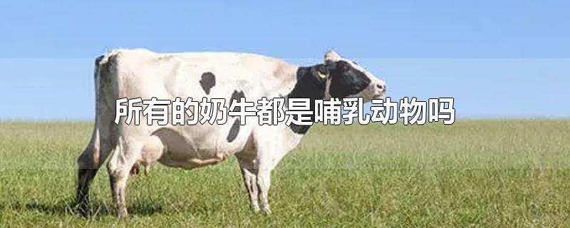 奶牛属于哺乳动物吗(奶牛是动物类吗)